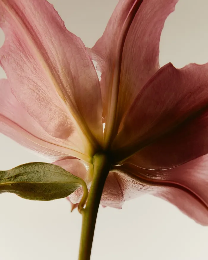 A pink lily seen from below